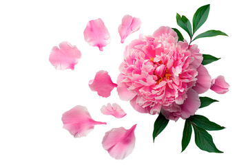 Top view pink peony flower with petal on transparent