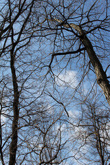 Multiple tree branches abstract background, leafless tree branches against the blue sky