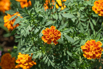 オレンジ色の大きな花を咲かせるマリーゴールド