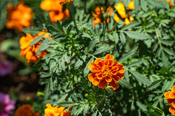 夏、鮮やかなオレンジ色で咲く、マリーゴールドの花
