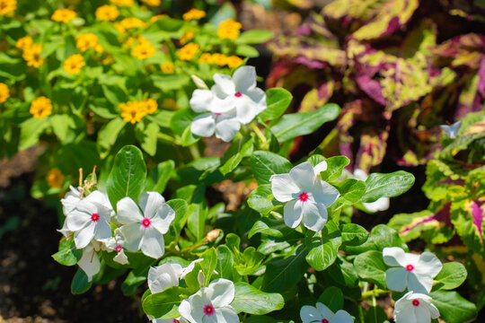 夏の花壇で存在感のある白いニチニチソウの花