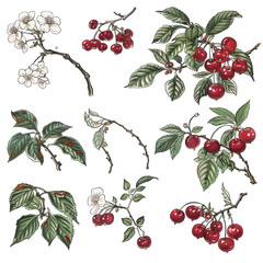 Cherry Blossoms and Fruits Illustration:  A beautifully crafted set of cherry blossoms and ripe cherries illustrations, showcasing the delicate flowers and luscious red fruits with detailed leaves and