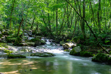 Naklejka premium 初夏の渓流