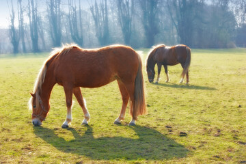 Obraz premium Horses, grass field and countryside for outdoor grazing in environment for food, sustainability or animal. Stallion, pet and hay for healthy nutrition in Texas for agriculture meal, eating or ranch