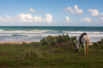 Porto de Galinhas Beach, Pernambuco, Brazil. Horse grazing on the grass near the beach, blue and...