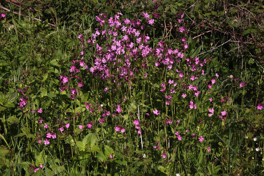 Texture of red campion plants ( silene dioica ) in bloom with pink blossoms