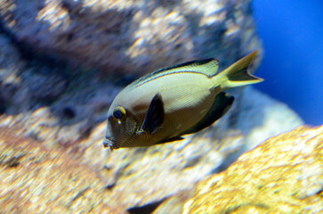 コクテンサザナミハギ