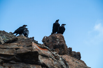 Silhouetted Crows Perched High on Rocky Peaks