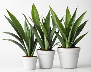 Stylish Indoor Plant
