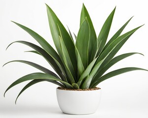 Stylish Indoor Plant