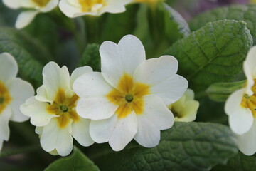 Fototapeta na wymiar Primula vulgaris, the common primrose, is a species of flowering plant in the family Primulaceae. 