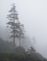 Foggy Coastal Forest On A Hill