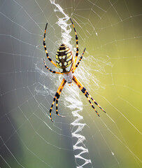 Garden Spider On Web