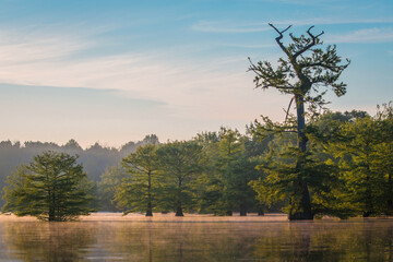 Cypress Trees On Lake In Early Morning 