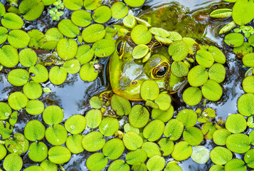Green Frog Peaking From Water