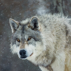 Grey Wolf On Snowy Day Close up