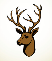 Beautiful noble deer. Vector drawing