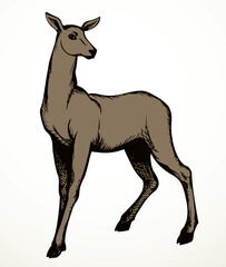 Beautiful female deer. Vector drawing