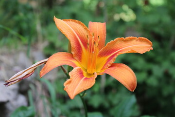 Hemerocallis fulva, the orange day lily,tawny daylily, corn lily, tiger daylily, fulvous daylily or...