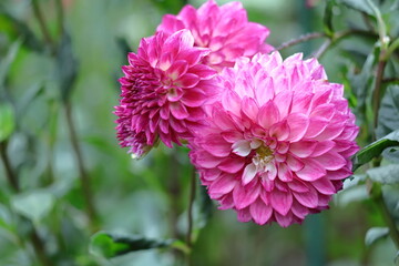 色鮮やかな大輪