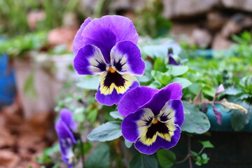 A bunch of pansies are in a garden.