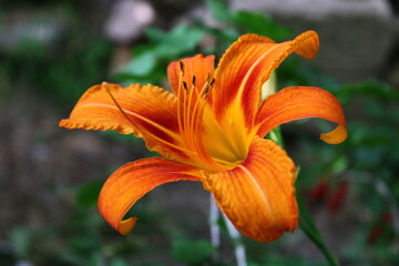Hemerocallis fulva, the orange day lily,tawny daylily, corn lily, tiger daylily, fulvous daylily or...