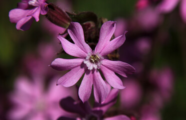 Red Campion flower ( silene dioica) close-up with flourishing male blossom revealing stamina