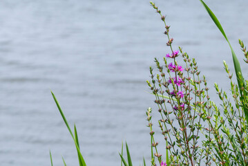 池のほとりに美しいピンクの花　ミソハギ