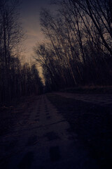 frühblüher und licht