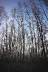 frühblüher und licht