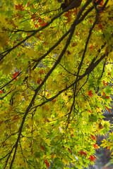 日本　青森県中津軽郡にある世界遺産、白神山地の暗門渓谷ルート沿いの紅葉