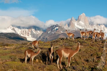 Crédence de cuisine en verre imprimé Fitz Roy Wild Patagonia of Argentina: wild Guanacos standing in patagonia in front of fitz roy