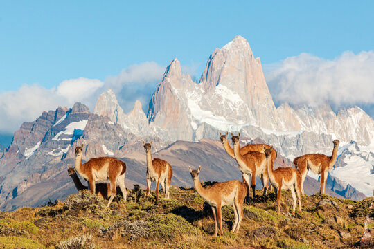 Wild Patagonia of Argentina: wild Guanacos standing in patagonia in front of fitz roy