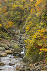 日本　青森県中津軽郡にある世界遺産、白神山地の暗門渓谷ルート沿いの暗門川と紅葉