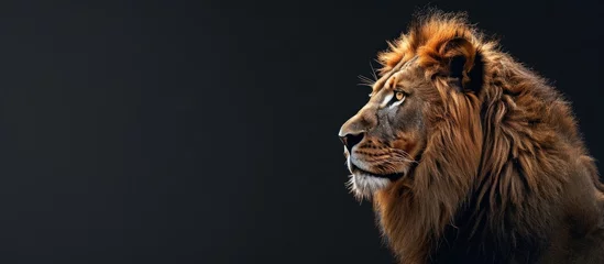 Foto op Aluminium Side view of lion king animal head copy space on dark background. Generated AI image © is