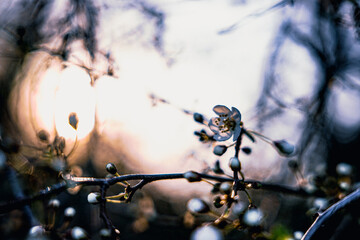 frühblüher und licht