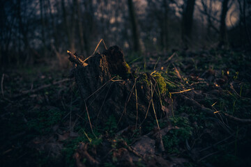 frühblüher und licht