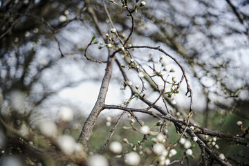 frühblüher und licht