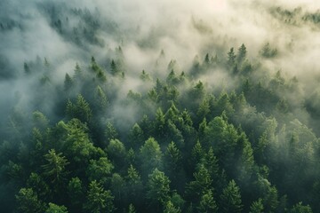 Fog in forest aerial view