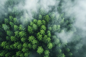Fog in forest aerial view