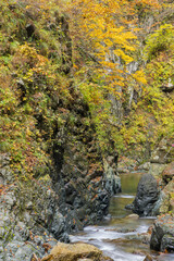 日本　青森県中津軽郡にある世界遺産、白神山地の暗門渓谷ルート沿いの暗門川と紅葉