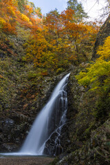 Fototapeta na wymiar 日本　青森県中津軽郡にある世界遺産、白神山地の暗門滝の第3の滝と紅葉