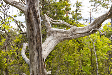 Fototapeta premium Environmental damage at a dead tree in a forest