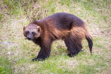 Wolverine in the wilderness - Finland, Northern Karelia Region
