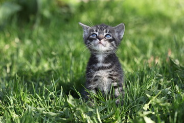 Naklejka na ściany i meble Cute gray kitten on green grass.