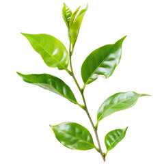 Green tea leaves isolated on transparent png.