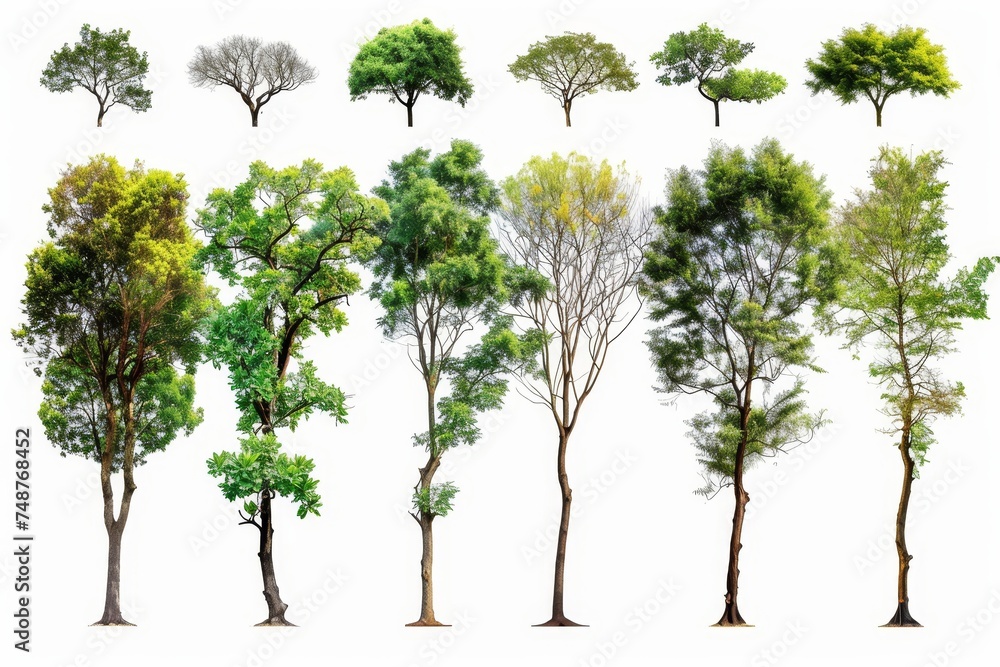 Poster trees isolated on white backgrounds with high definition