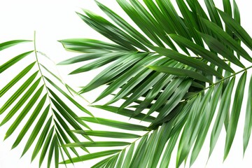 White background with green leaves of palm trees