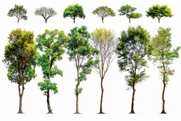Trees isolated on white backgrounds with high definition