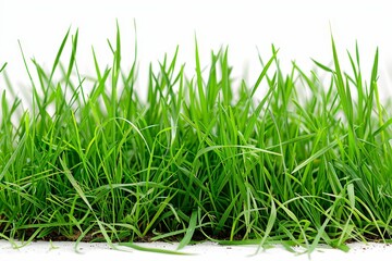 Green grass isolated on white backgrounds in the spring
